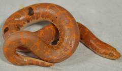 Baby Albino Paradox Kenyan Sand Boas