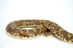 Adult Kenyan Sand Boas