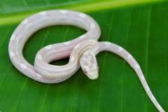 Baby Snow Motley Cornsnakes