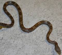 Small Grey Ratsnakes