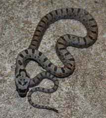 Baby Baird's Ratsnakes