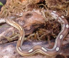 Baby Caramel Motley Cornsnakes