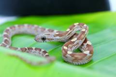 Baby Caramel Blood Red Cornsnakes