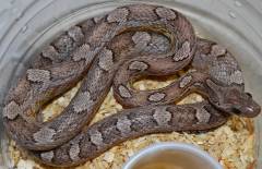 Small Caramel Blood Anery Cornsnakes