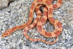 Baby Lava Cornsnakes