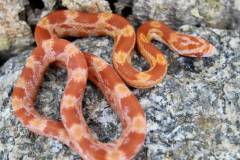 Baby Lavamel Cornsnakes
