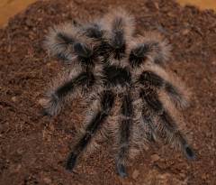 Honduran Curly Hair Tarantulas