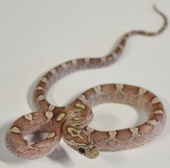 Baby Lavender Motley Cornsnakes