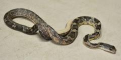 Sub Adult Texas Ratsnakes