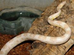 Medium Snow Cornsnakes