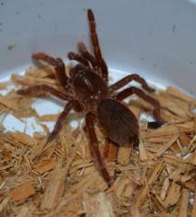 King Baboon Spiderlings