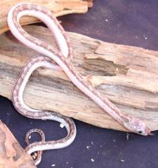 Baby Licorice Ratsnakes