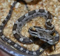 Baby Green x Grey Ratsnakes