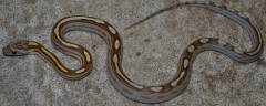 Baby Caramel Motley Striped Cornsnakes