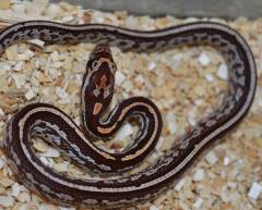 Baby Tessera Motley Cornsnakes