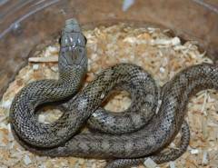 Baby Japanese Ratsnakes
