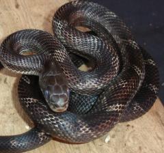 Adult Black Ratsnakes