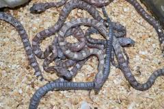 Baby Sunkissed Tessera Cornsnakes