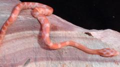 Baby Opal Cornsnakes