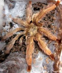 Panama Blonde Tarantulas Medium