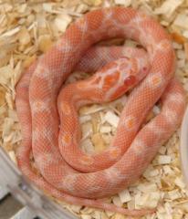 Baby Snopal Cornsnakes