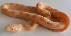 Baby Albino Yellow Ratsnakes