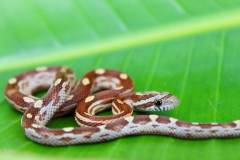 Baby Okeetee Motley Cornsnakes