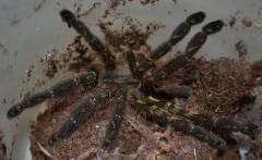 Red Slate Ornamental Tarantulas Medium