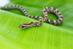 Baby Caramel Cornsnakes