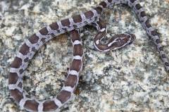 Baby Charcoal Cornsnakes