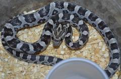 Small Black Cornsnakes