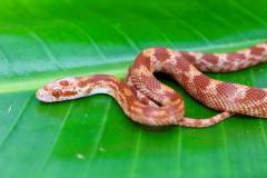 Baby Fire Cornsnakes