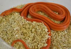 Small Albino Striped Cornsnakes