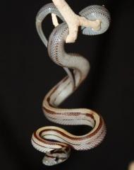 Baby Caramel Striped Cornsnakes