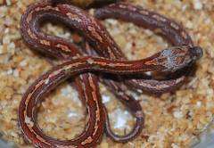 Baby Blood Red Tessera Cornsnakes