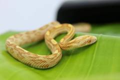 Baby Butter Motley Cornsnakes
