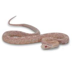 Baby Salmon Snow Cornsnakes