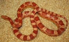 Adult Albino Cornsnakes