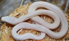 Baby Leucistic Texas Ratsnakes