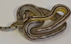 Small Black Motley Cornsnakes