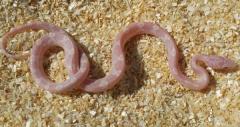Baby Avalanche Cornsnakes