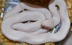 Small Albino Leucistic Texas Ratsnakes