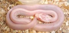 Baby Striped Snow Cornsnakes