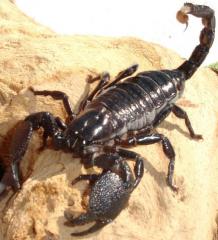 Emperor Scorpions (TRUE)