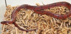 Baby Broad Banded Bamboo Ratsnakes