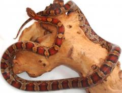 Sub Adult Okeetee Cornsnakes