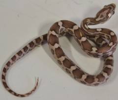 Small Anery Lavender Cornsnakes