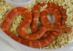 Medium Hypo Blood Red Cornsnakes