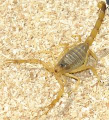 Deathstalker Scorpions