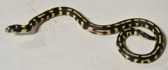 Baby Aberrant Coastal California Kingsnakes